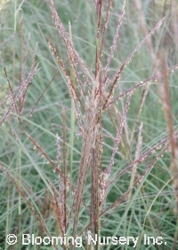 Miscanthus sinensis 'Yaku jima'